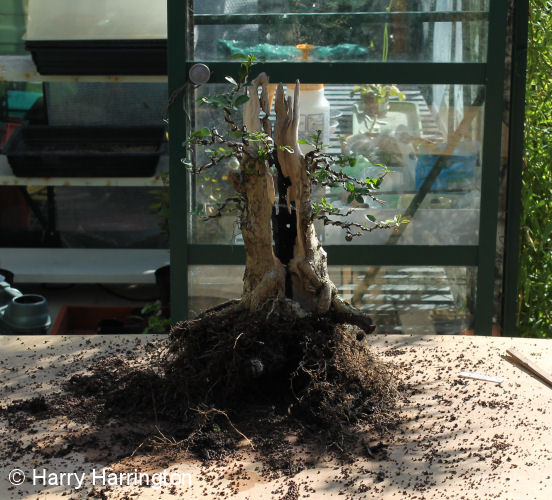 privet bonsai